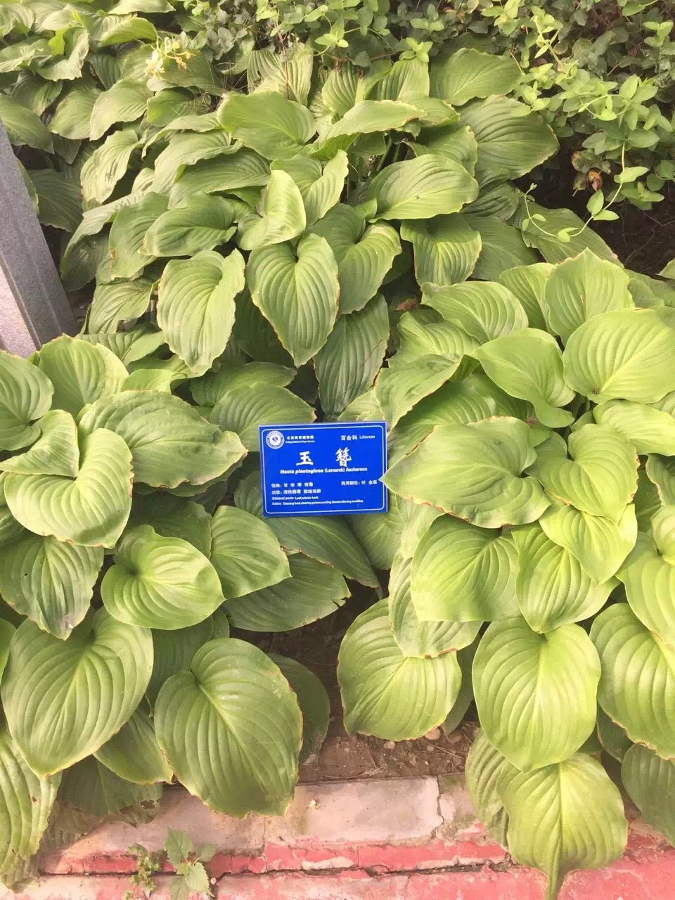 北京葯用植物研究所领导到黄院实地考察洽谈合作