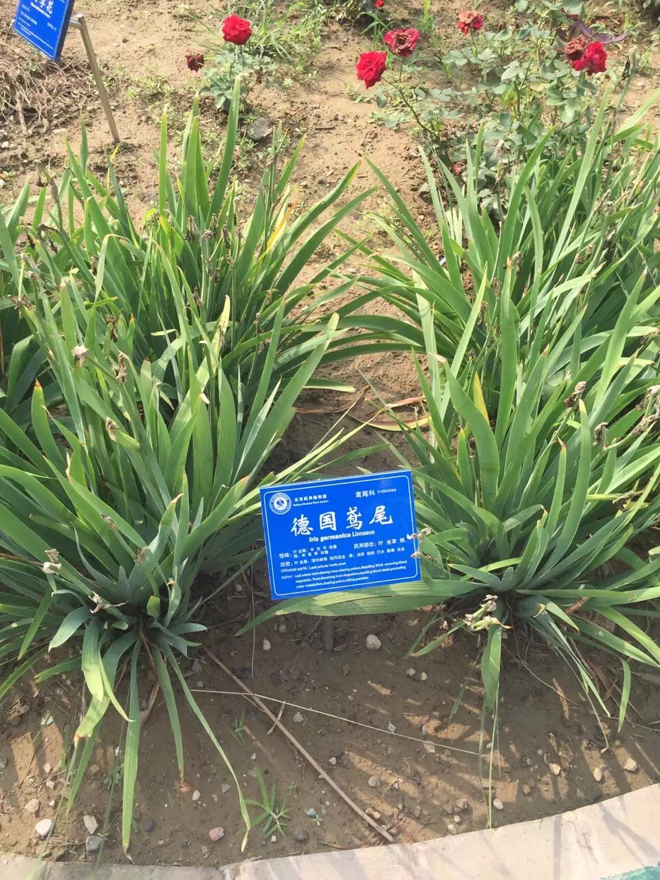 北京葯用植物研究所领导到黄院实地考察洽谈合作