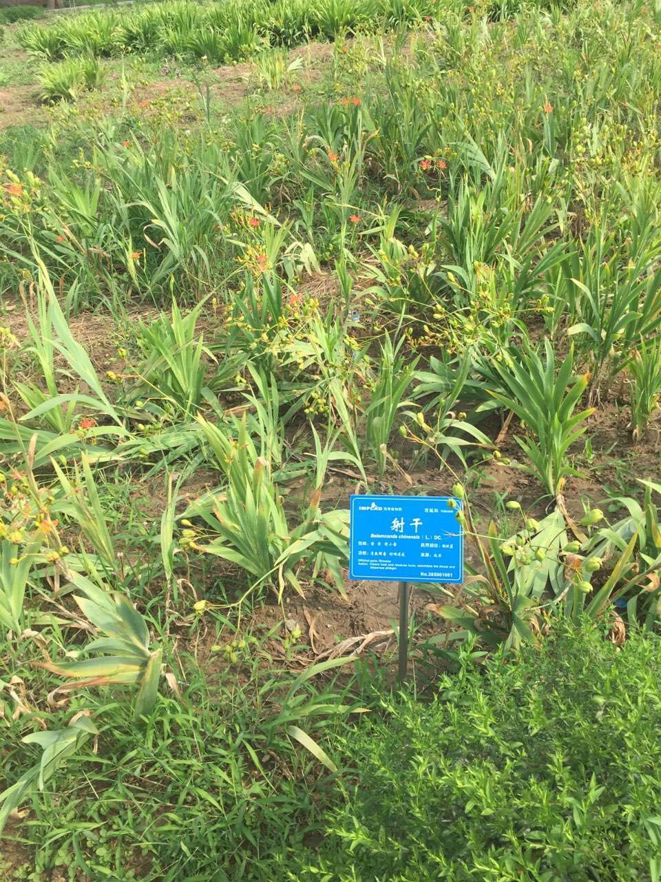 北京葯用植物研究所领导到黄院实地考察洽谈合作