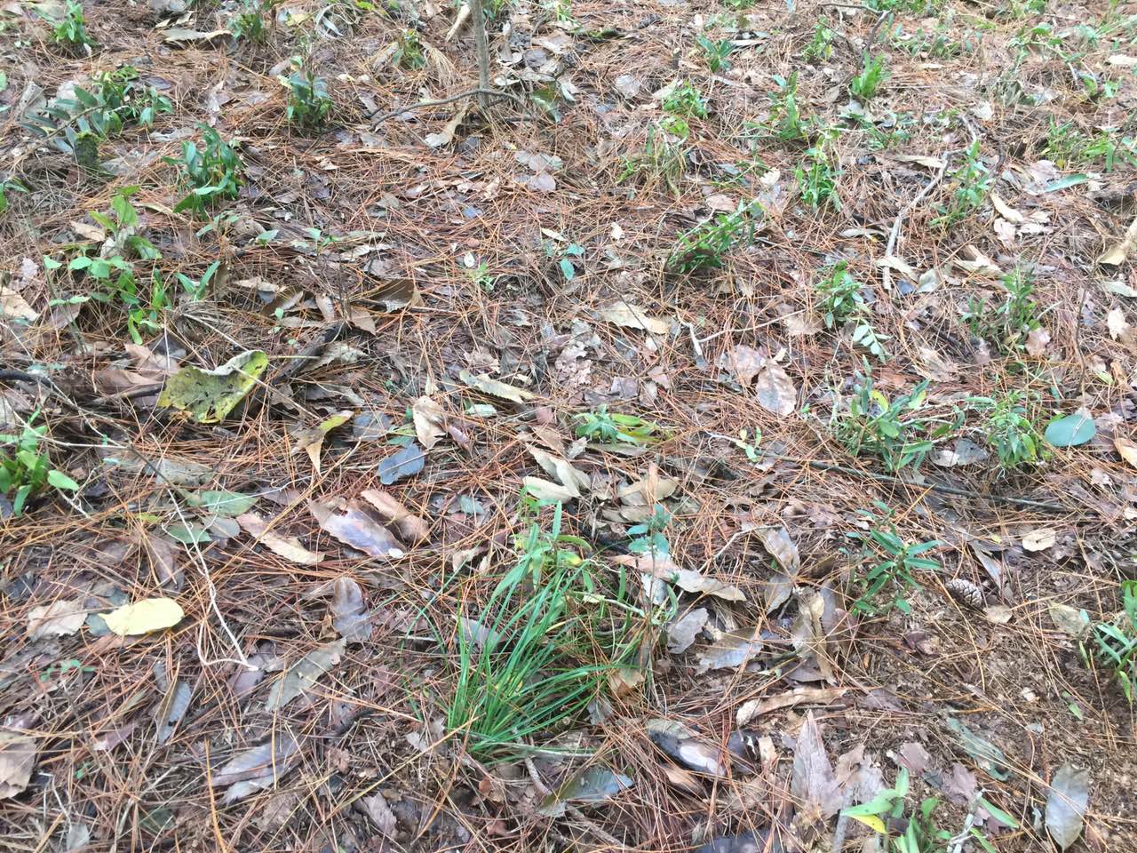 合作种植的野生铁皮石斛