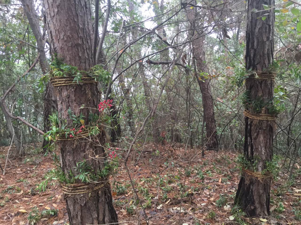 合作种植的野生铁皮石斛