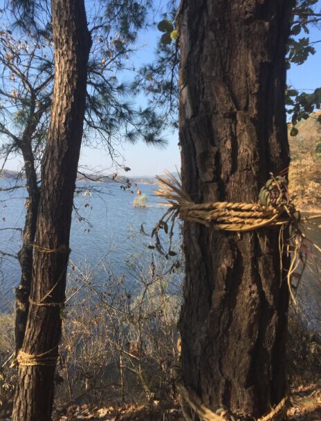 合作种植的野生铁皮石斛